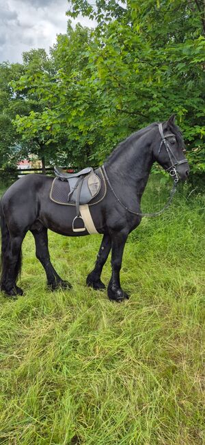 Verkaufe sehr Braven Friesen Hengst, Leon , Horses For Sale, Scheibbs, Image 2