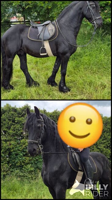 Verkaufe sehr Braven Friesen Hengst, Leon , Horses For Sale, Scheibbs, Image 3
