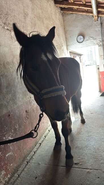 Pflegebeteiligung Traber Wallach, Marina , Horses For Sale, Gütersloh, Image 2