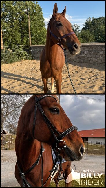 Pflege- oder Reitbeteiligung, Celina, Horse Sharing, Beesenlaublingen, Image 3