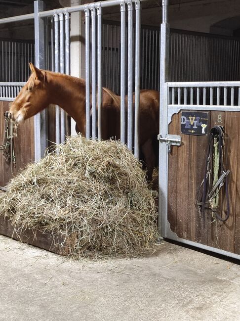 Pflegebeteiligung an Jungpferd, Katrin , Horse Sharing, Riedenburg, Image 2