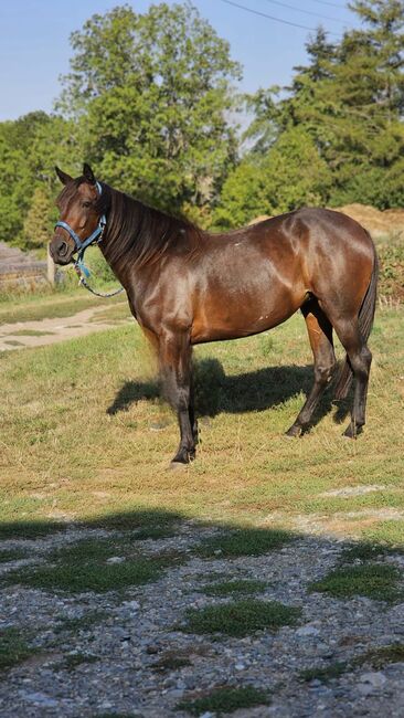 Pflegebeteiligung für hübsche Connamara Trabermix Stute, Michèle Haupt, Horses For Sale, Camburg , Image 3