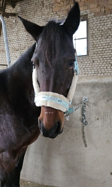 Pflegebeteiligung für hübsche Connamara Trabermix Stute, Michèle Haupt, Horses For Sale, Camburg , Image 5