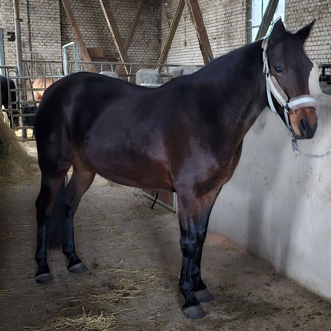 Pflegebeteiligung für hübsche Connamara Trabermix Stute, Michèle Haupt, Horses For Sale, Camburg 