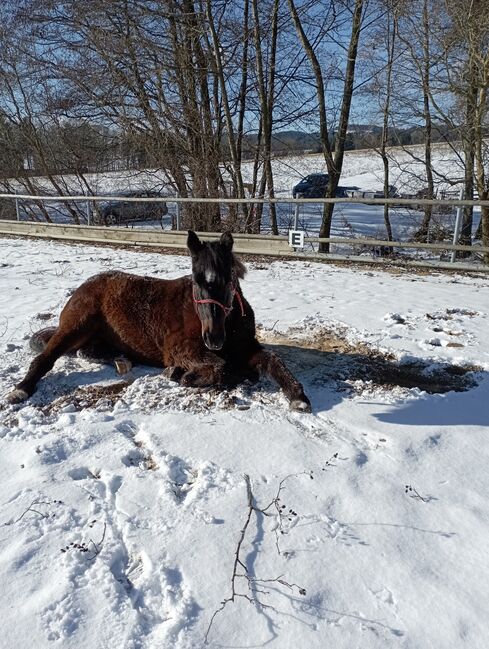 Pflegebeteiligung Joy, SuHu, Horses For Sale, Ybbs an der Donau