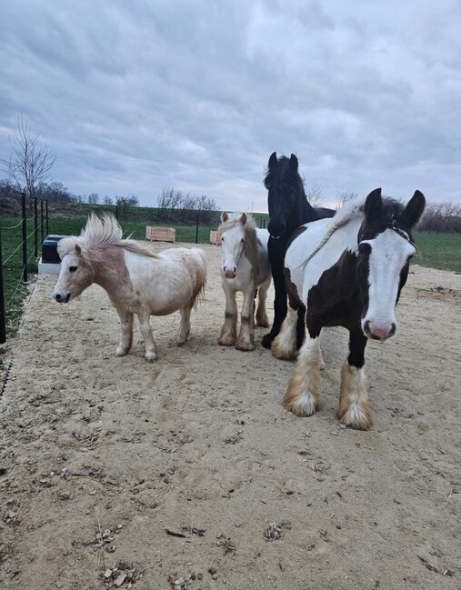 🐴 Pflege-/Reitbeteiligung für zwei Tinker-Wallache in 2143 Althöflein 🐴, Tamara, Horse Sharing, Harrersdorf