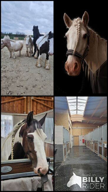 🐴 Pflege-/Reitbeteiligung für zwei Tinker-Wallache in 2143 Althöflein 🐴, Tamara, Horse Sharing, Harrersdorf, Image 6