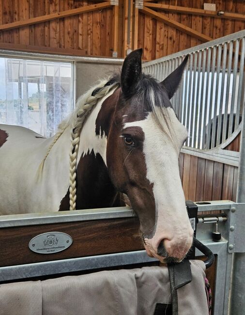 🐴 Pflege-/Reitbeteiligung für zwei Tinker-Wallache in 2143 Althöflein 🐴, Tamara, Horse Sharing, Harrersdorf, Image 3
