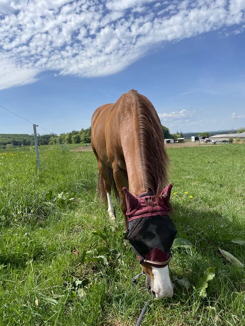 Pflegebeteiligung an Quarterwallach, Angela , Saddle Accessories, Windhagen, Image 3