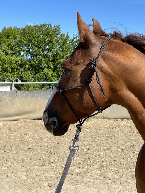 Pflegebeteiligung an Quarterwallach, Angela , Saddle Accessories, Windhagen, Image 2