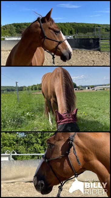 Pflegebeteiligung an Quarterwallach, Angela , Saddle Accessories, Windhagen, Image 4