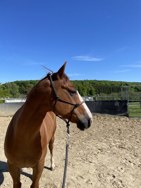 Pflegebeteiligung an Quarterwallach, Angela , Saddle Accessories, Windhagen