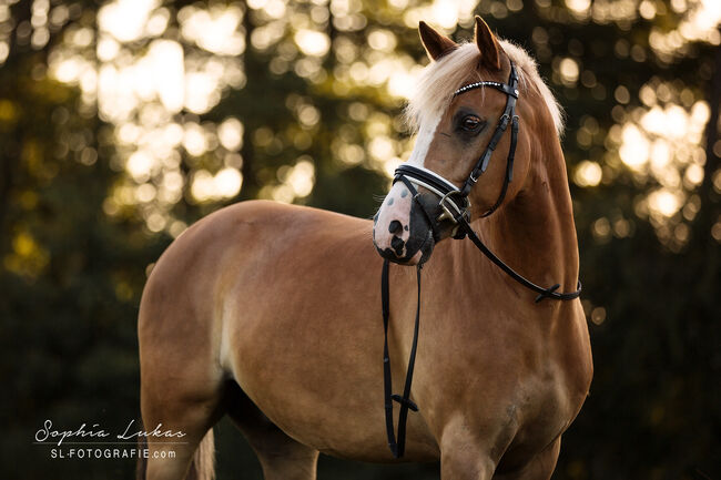 Pflegebeteiligung für schelmischen 13 jährigen Wallach gesucht, Denise Fuchs, Horse Sharing, Rodgau