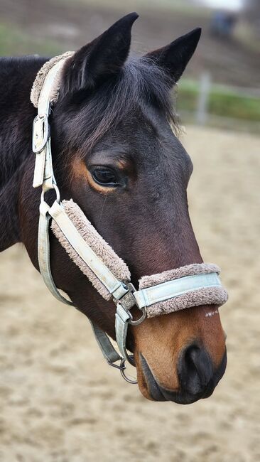 Pflegebeteiligung für hübsche Connamara Trabermix Stute, Michèle Haupt, Horses For Sale, Camburg , Image 2