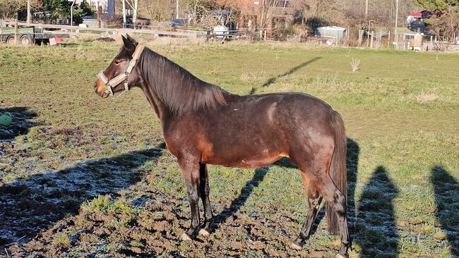 Pflegebeteiligung für hübsche Connamara Trabermix Stute, Michèle Haupt, Horses For Sale, Camburg , Image 6