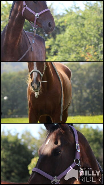 Fotoshooting, Rebecca, Horse photography, Gevelsberg , Image 4