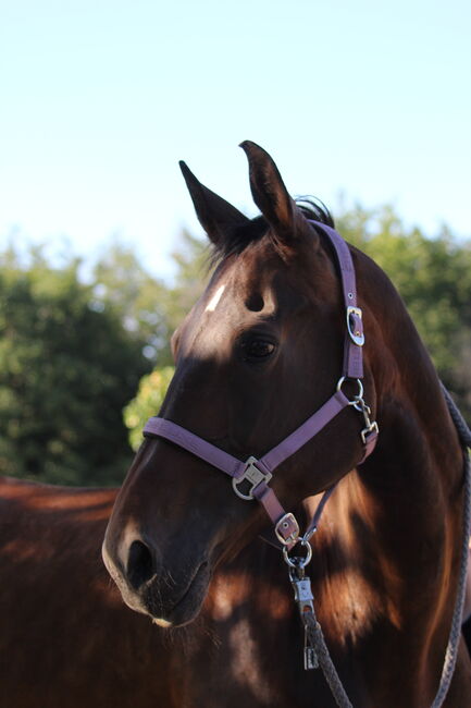 Fotoshooting, Rebecca, Horse photography, Gevelsberg , Image 3