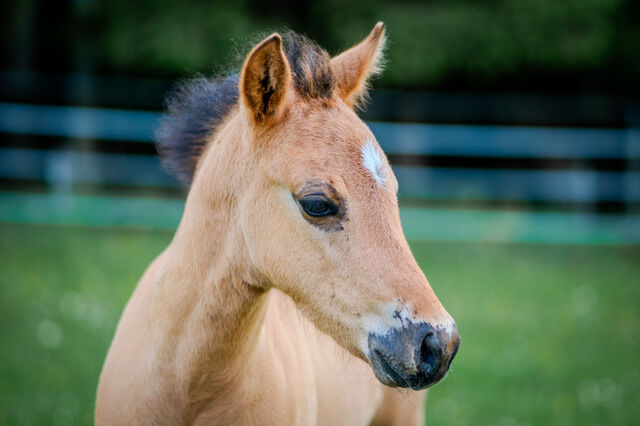 Foundation gezogenes, wunderschönes Quarter Horse Hengstfohlen, Kerstin Rehbehn (Pferdemarketing Ost), Horses For Sale, Nienburg, Image 4