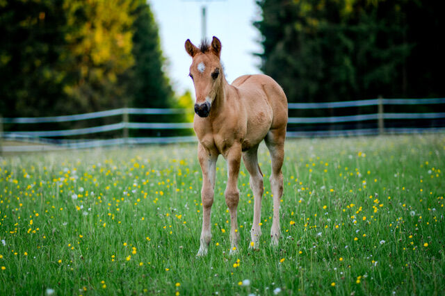 Foundation gezogenes, wunderschönes Quarter Horse Hengstfohlen, Kerstin Rehbehn (Pferdemarketing Ost), Horses For Sale, Nienburg, Image 3