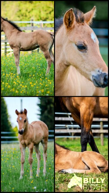 Foundation gezogenes, wunderschönes Quarter Horse Hengstfohlen, Kerstin Rehbehn (Pferdemarketing Ost), Horses For Sale, Nienburg, Image 8