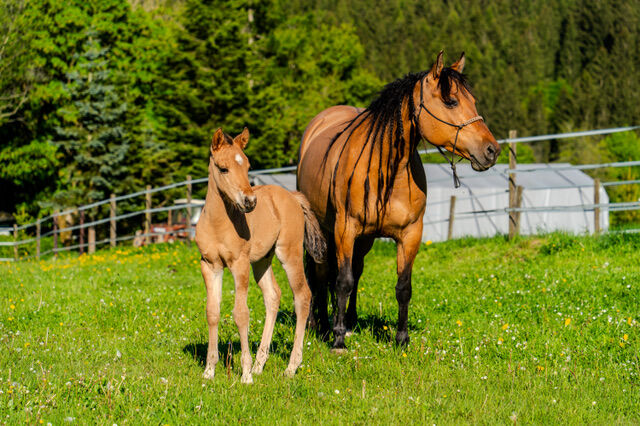 Foundation gezogenes, wunderschönes Quarter Horse Hengstfohlen, Kerstin Rehbehn (Pferdemarketing Ost), Horses For Sale, Nienburg, Image 2