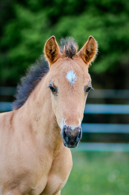 Foundation gezogenes, wunderschönes Quarter Horse Hengstfohlen, Kerstin Rehbehn (Pferdemarketing Ost), Horses For Sale, Nienburg, Image 5