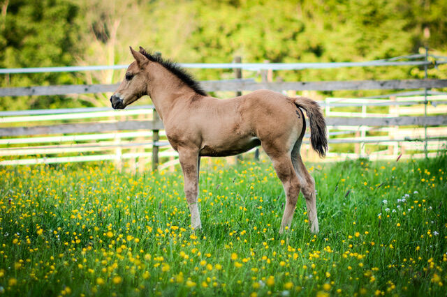 Foundation gezogenes, wunderschönes Quarter Horse Hengstfohlen, Kerstin Rehbehn (Pferdemarketing Ost), Horses For Sale, Nienburg