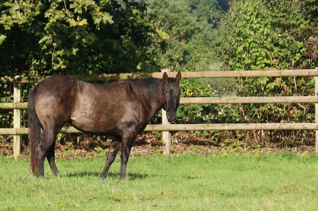 Foundation gezogene Quarter Horse Stute mit Herz und Talent, Kerstin Rehbehn (Pferdemarketing Ost), Horses For Sale, Nienburg