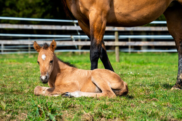 Foundation gezogenes, wunderschönes Quarter Horse Hengstfohlen, Kerstin Rehbehn (Pferdemarketing Ost), Pferd kaufen, Nienburg, Abbildung 7