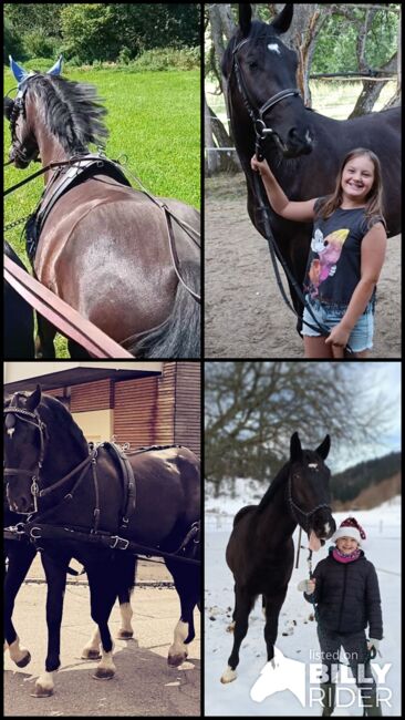 Vierjähriger Traumprinz, Sylvia Schwarz , Horses For Sale, Titisee-Neustadt , Image 9