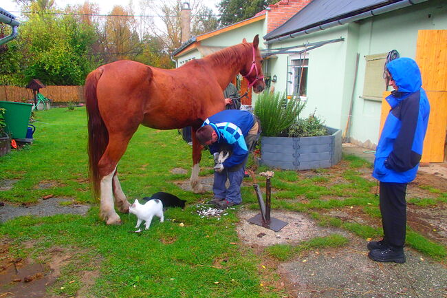 Fuchs, 11 Jahre Therapie - Pferd, Nikol Steincke , Konie na sprzedaż, Nagyszokoly , Image 6