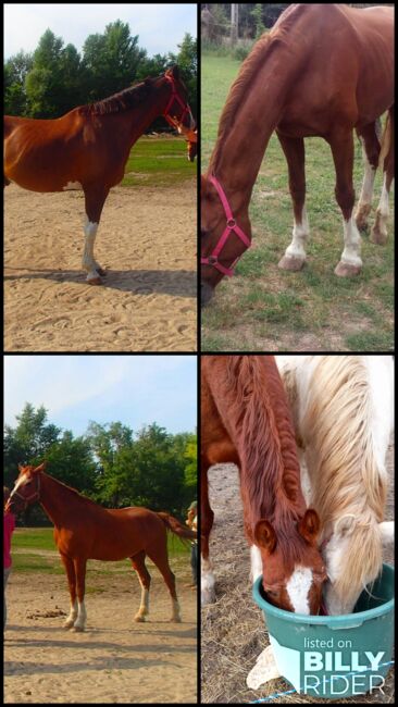 Fuchs, 11 Jahre Therapie - Pferd, Nikol Steincke , Horses For Sale, Nagyszokoly , Image 9