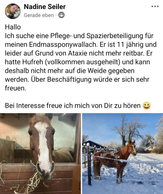 Fox sucht Dich❣️, Ursula , Reitbeteiligungen, Niederwil 