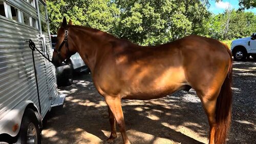 Fox Trot "Lucky", Luckhappy, Horses For Sale, Anchorage, AK, Image 4