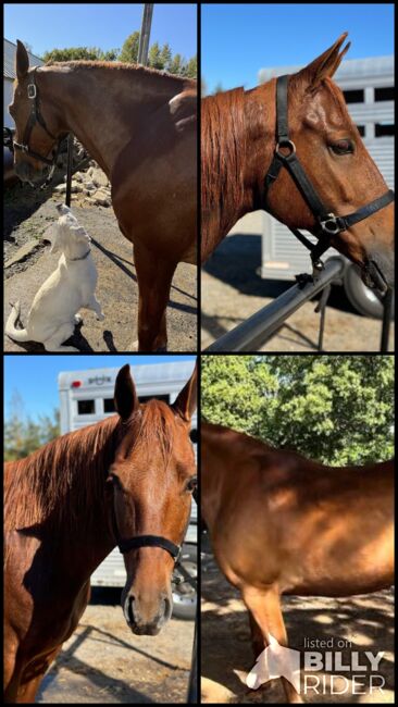 Fox Trot "Lucky", Luckhappy, Horses For Sale, Anchorage, AK, Image 8