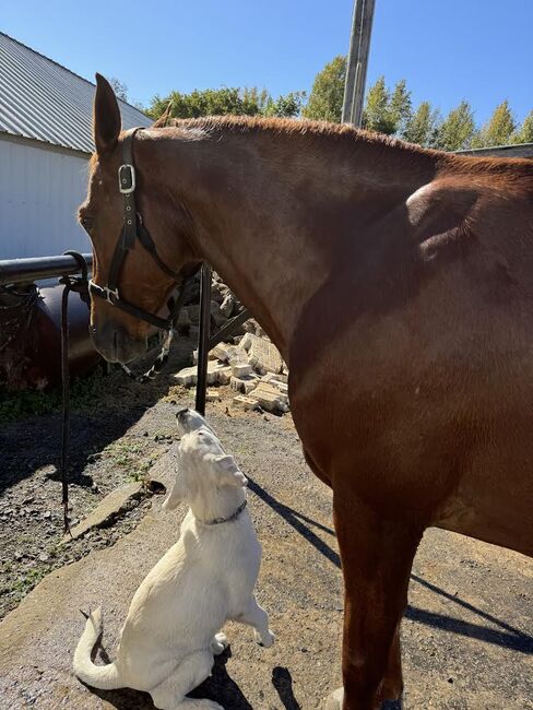 Fox Trot "Lucky", Luckhappy, Horses For Sale, Anchorage, AK