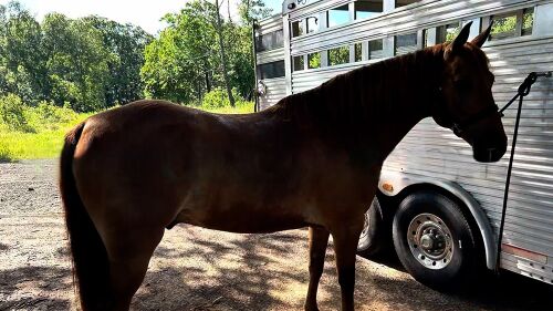 Fox Trot "Lucky", Luckhappy, Horses For Sale, Anchorage, AK, Image 6