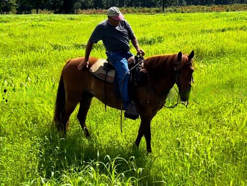 Fox Trot "Lucky", Luckhappy, Horses For Sale, Anchorage, AK, Image 5