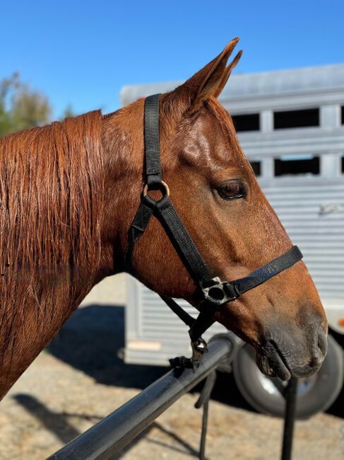 Fox Trot "Lucky", Luckhappy, Pferd kaufen, Anchorage, AK, Abbildung 2