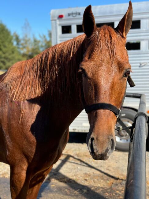 Fox Trot "Lucky", Luckhappy, Pferd kaufen, Anchorage, AK, Abbildung 3