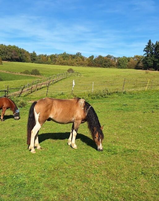 Pflegebeteiligung (später Reitbeteiligung) an Jungpferd / Pony Wallach, Anaêl Arjomand , Horse Sharing, Eltville am Rhein