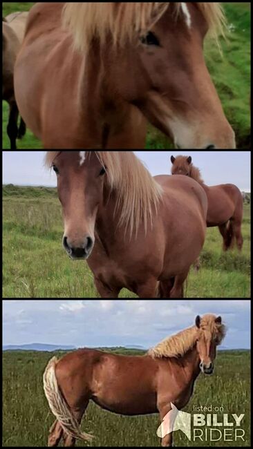 zukünftiges Familienpferd mit viel Tölt, Islandpferde-aus-Island, Horses For Sale, Ihlienworth, Image 4