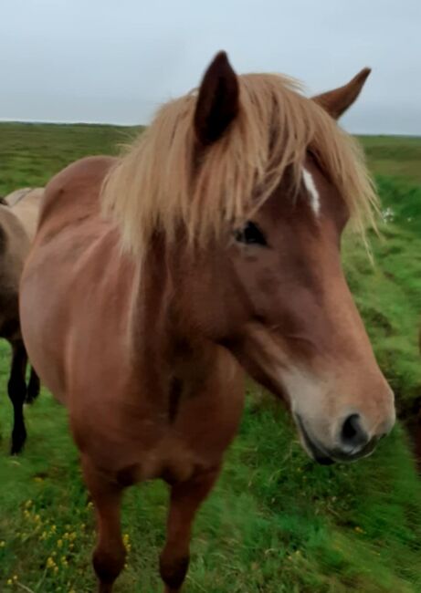 zukünftiges Familienpferd mit viel Tölt, Islandpferde-aus-Island, Horses For Sale, Ihlienworth
