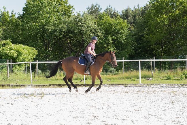 Przyszłościowa klacz do sportu / dla amatora, Kinga, Horses For Sale, Czestochowa , Image 4