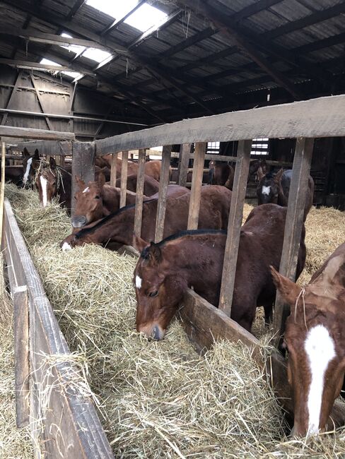 Freiberger Pferde, Claus Ludäscher, Horses For Sale, Rümmingen, Image 15
