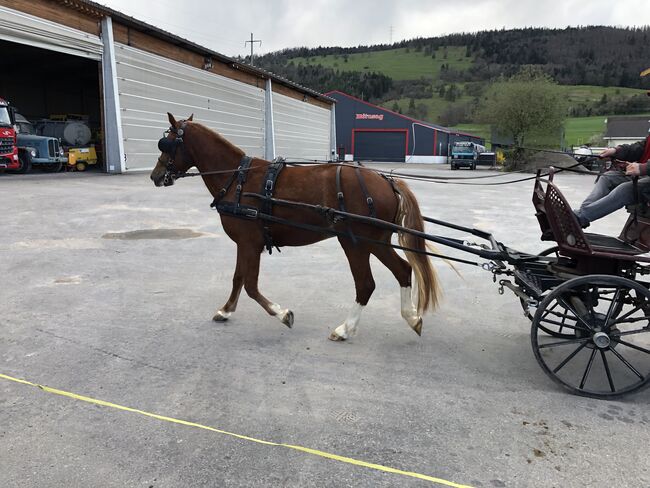 Freiberger Pferde, Claus Ludäscher, Horses For Sale, Rümmingen, Image 13