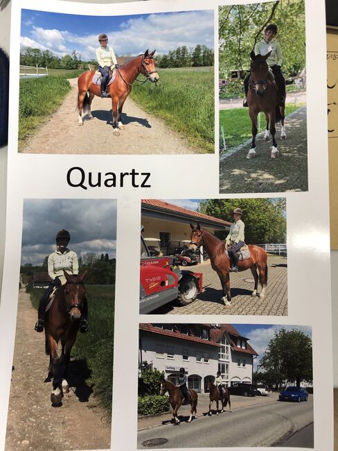 Freiberger Pferde, Claus Ludäscher, Horses For Sale, Rümmingen, Image 3