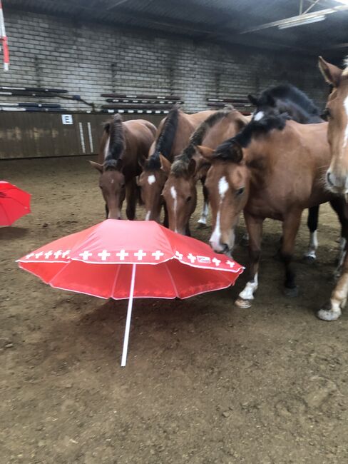 Freiberger Pferde, Claus Ludäscher, Horses For Sale, Rümmingen, Image 2