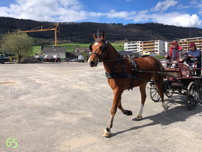 Freiberger Pferde, Claus Ludäscher, Horses For Sale, Rümmingen, Image 5