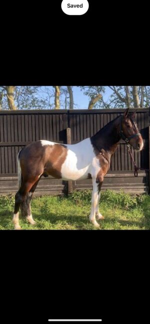 Frank 14.2 standardbred cross cob gelding, Tiff, Horses For Sale, Deal kent 